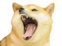 dogekek