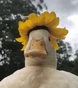 MrDuck