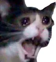 sadcat