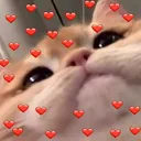 CatLove