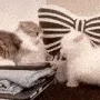 peleadegatos
