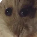 Hamster