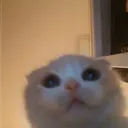ce_catscared