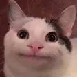 jaynirCate