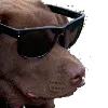 CoolDoggo
