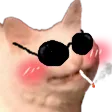 WL_CatSwag Discord Emoji