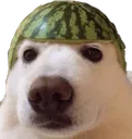 watermelondog
