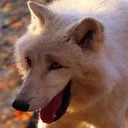 wolf_lol