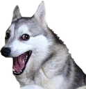 pun_dog