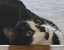CAT CAT