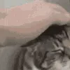 pet