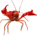lober_hug Discord Emoji