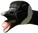 honk