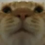 cat_stare