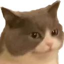 catbruh