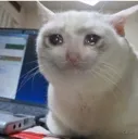 catcri