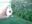 killer_fish