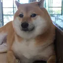 bruhdog bruhdog