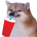 shibesip