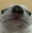 JangoLurk