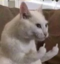 fuckYou