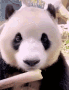 HLPanda Discord emoji