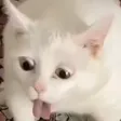 catGag
