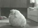 notcreeser