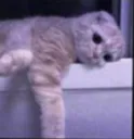 VIRUS_SadCat VIRUS_SadCat
