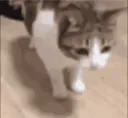 catsleep