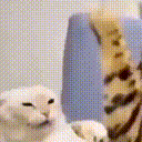 painkitty Discord Emoji