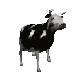 cowJAM