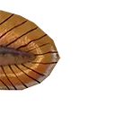 DoD_Fishy_5