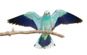 bird