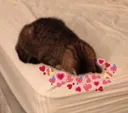 uwu