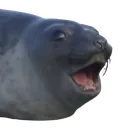 SealPog Discord Emoji