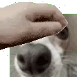 pet_blinky_bloopy
