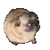 PugVibe