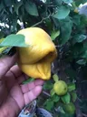 poglemon