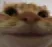 Wow_cat Wow_cat
