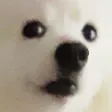 tdogwat