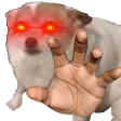 dogcmere