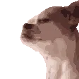 dogJAM