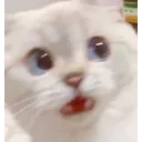 whatincatto