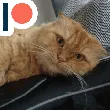 poncik