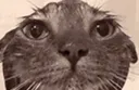 GATO_WET