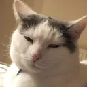 BryCat Discord Emoji