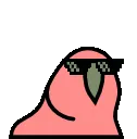 parrot_sunglasses