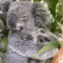 PratKoala