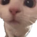 cat_13